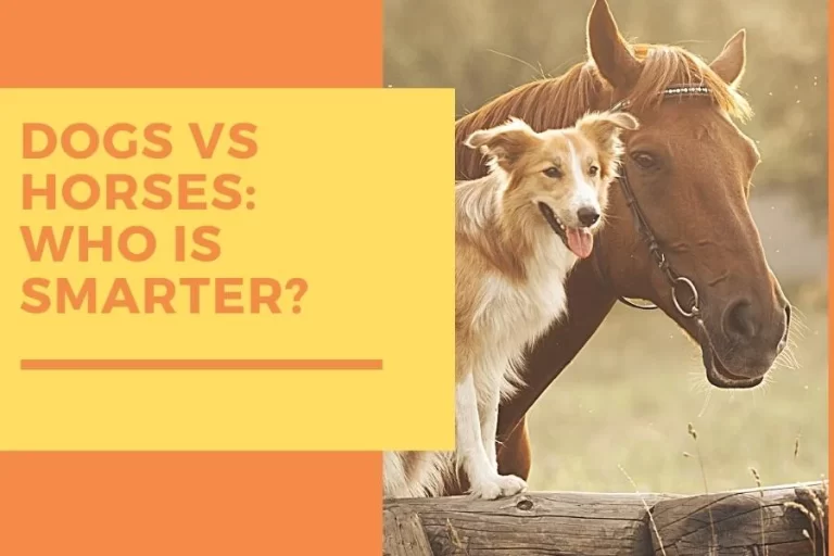 who’s Smarter: The Horse or the Dog?