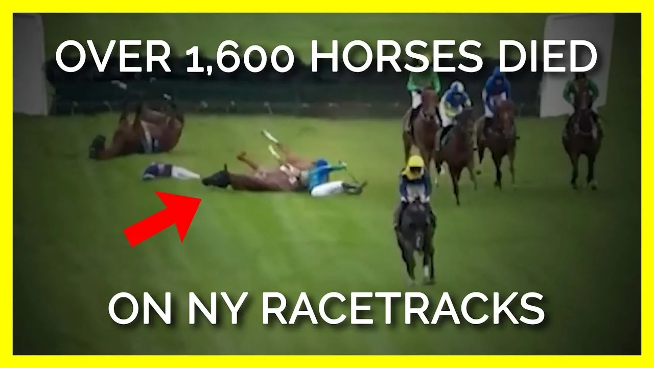 Why Is Horse Racing Cruel? Bet Grand National Horses