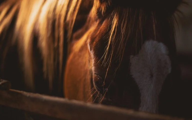 Dark Horses